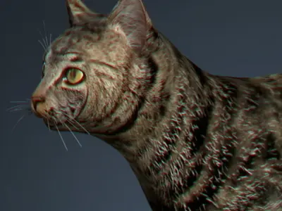 Domestic Cat 3D model