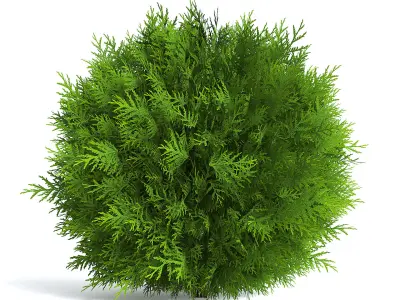 Thuja Shrub II 3D model