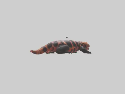 Gila Monster sunning model Low-poly 3D model