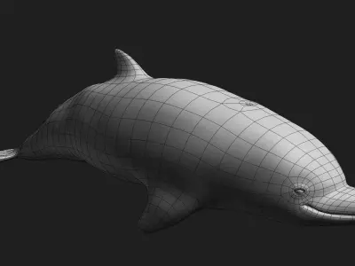 Dolphin Low-poly 3D model