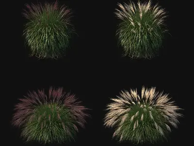 Miscanthus sinensis large pack 3D model