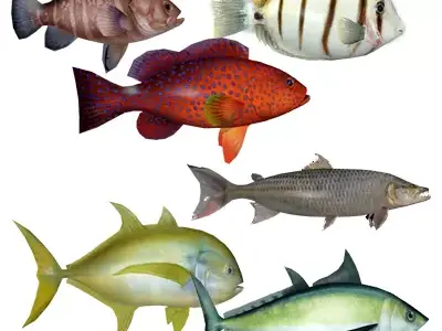 Coral Fish Pack 2 Low-poly 3D model