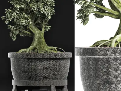 Plants Collection 173 Sageretia Theezans Mini Bonsai 3D model