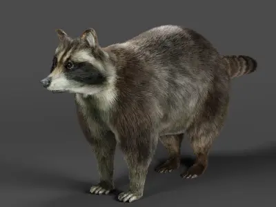3D Fur Raccoon Rigged in Blender Low-poly 3D model