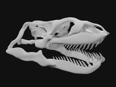 Anaconda skull of anaconda skeleton 3D model