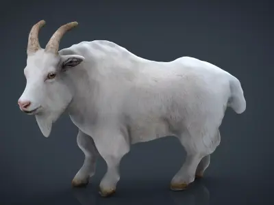 White goat Low-poly 3D model