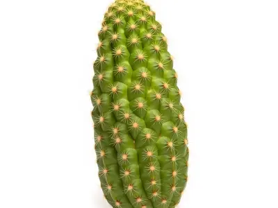 Green Cactus Texture model pack Texture