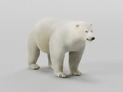 Polar Bear 3D model