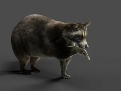 3D Fur Raccoon Rigged in Blender Low-poly 3D model