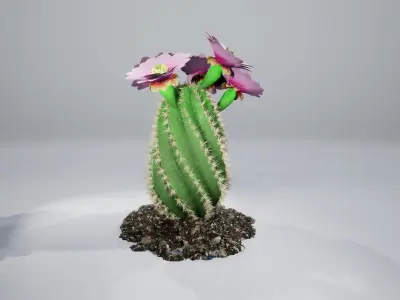 Spiral Cactus 3D model