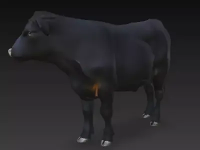 Angus Cow 3d Model Low-poly 3D model