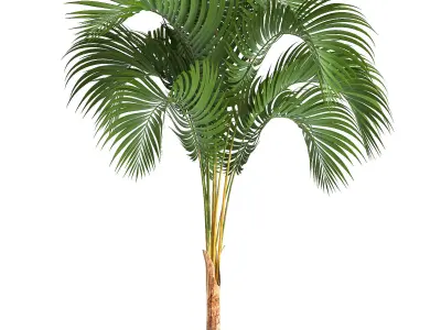 Collection of decorative palms 3D model