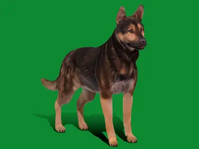 Shiloh Shepherd Dog Low-poly 3D model