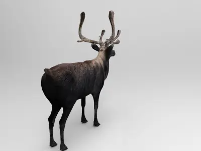 3D Reindeer low poly Low-poly 3D model