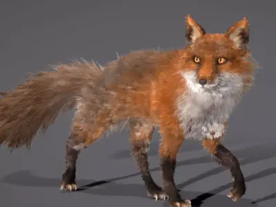 Red Fox 3D model purchase