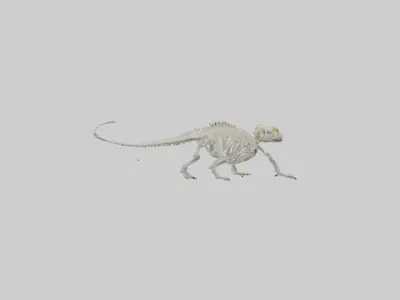 Bearded Dragon Skeleton model 3D model