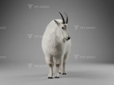 Mountain Goat Animation - Blender 3D model