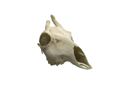 Skull - Deer Low-poly 3D model