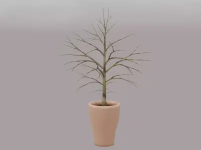 Potted Plant 2 Free 3D model