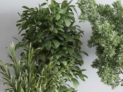 Indoor plant set 363 stone vase plant tree shrub  Low-poly 3D model