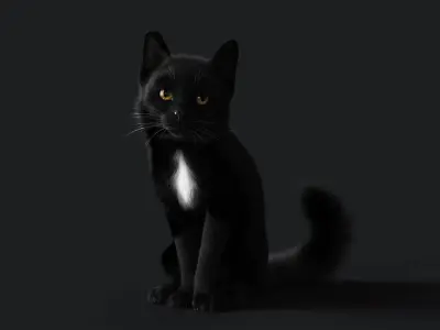 Cat Black ANIMATED  YETI version 3D model