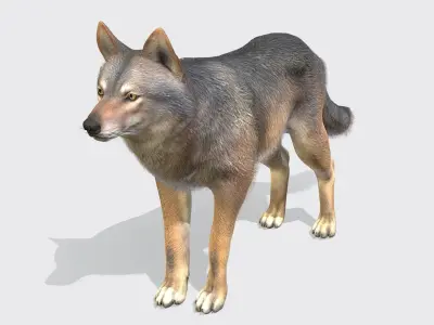 Wolf - Male Low-poly 3D model