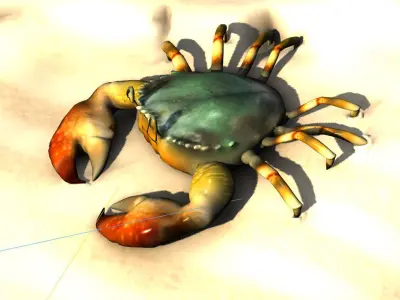 Fiddler crab sea crab shell crab 3D model