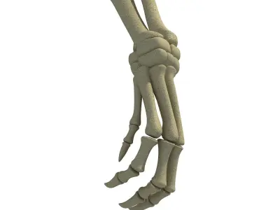 Anatomic Rat Animal Leg Skeleton  3D model