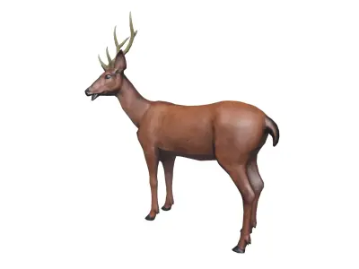  Deer wildlife Low-poly 3D model