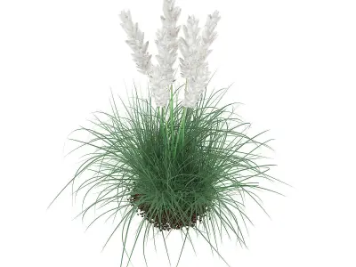 Ornamental Grass 3D model