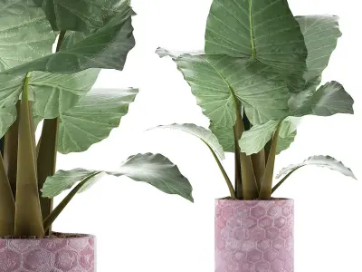 Plants Collection 82 3D model