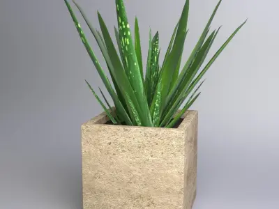 Aloe Vera - Potted Plant 3D model