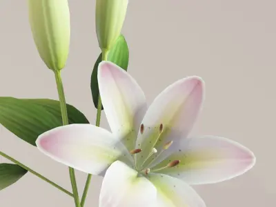 Lily 3D Model Low-poly 3D model