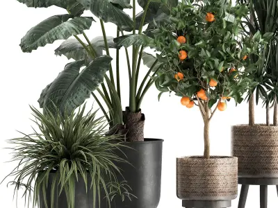 Houseplants in a  flowerpot for the interior 1002 3D model