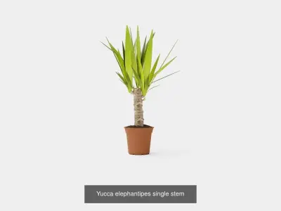 Collection of Houseplants - 5 Models