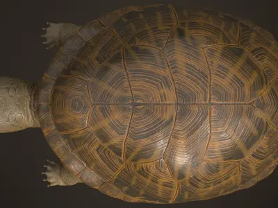Realistic Turtle 3D model