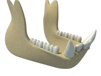 Gorilla Animal jaw  3D model