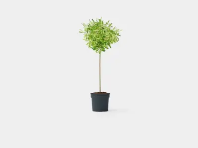 Olea europaea stem Low-poly 3D model