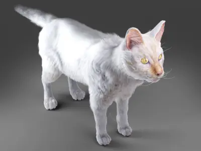 White fur cat No Rigged Low-poly 3D model