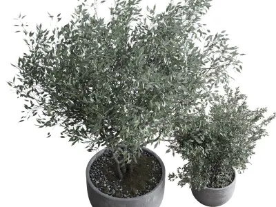 Oilve Trees in an old earthenware vase outdoor plant set 147 Low-poly 3D model