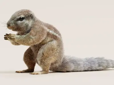 -Cape Squirrel- 3D model