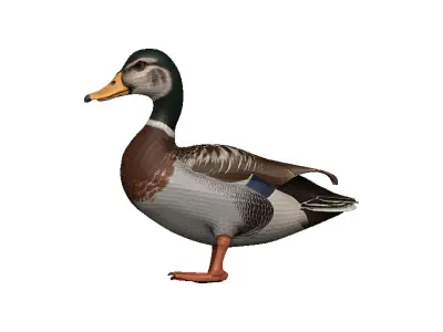 Duck-Duck Low-poly 3D model