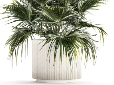 Beautiful Fan Palm In A Flower Pot For Decoration 1274 3D model