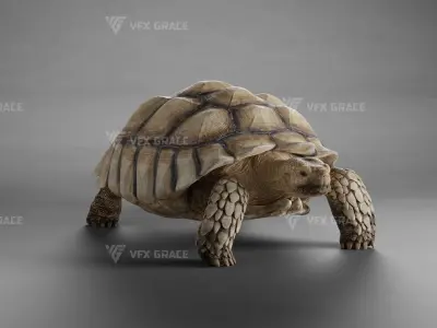 Sulcata Tortoise Animation - Blender  3D model