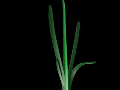 Flower Yellow Narcissus 3D model