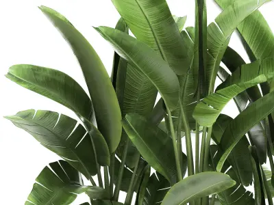 Banana palm in a flowerpot for the interior 922 3D model