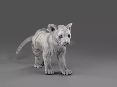 Fur White Tiger Cub Rigged in Blender  Low-poly 3D model