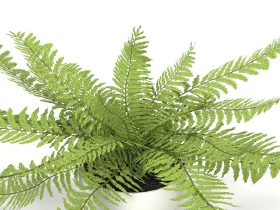 Faux Potted Fern Plant 10in  PBR 3D model