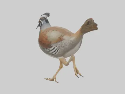 Quail running model Low-poly 3D model