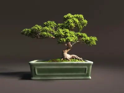 Bonsai tree in pot 3D model